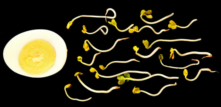 Csaba Bajkó - Championship